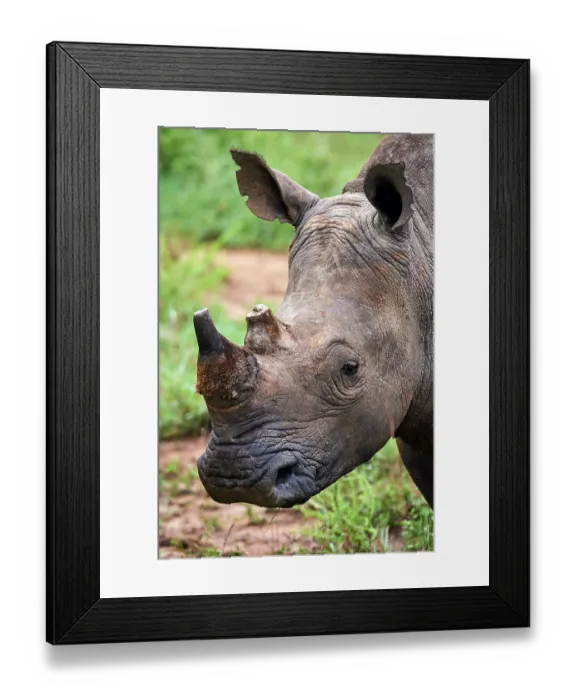 Framed Print : White rhinoceros (Ceratotherium simum) male with horn removed, head portrait, Akagera National Park, Rwanda Framed Print : White rhinoceros (Ceratotherium simum) male with horn removed, head portrait, Akagera National Park, Rwanda