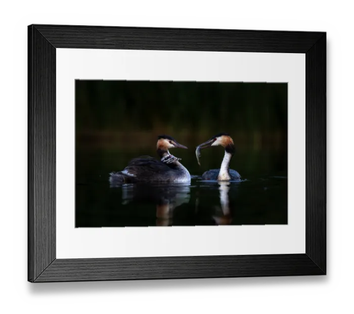 Framed Print : Great crested grebes (Podiceps cristatus) pair, feeding fish to chicks, Valkenhorst Nature Reserve, The Netherlands. May Framed Print : Great crested grebes (Podiceps cristatus) pair, feeding fish to chicks, Valkenhorst Nature Reserve, The Netherlands. May