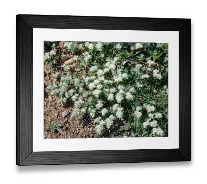 Framed Print : Algerian tea (Paronychia argentea) flowering in a low growing mat in dry stream bed, Cabo de Gata-Nijar Natural Park, Almeria, Spain. March Framed Print : Algerian tea (Paronychia argentea) flowering in a low growing mat in dry stream bed, Cabo de Gata-Nijar Natural Park, Almeria, Spain. March