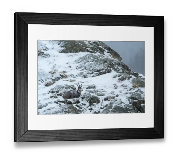 Framed Print : Alpine chamois (Rupicapra rupicapra) resting on snow-covered mountainside during light snowfall, Gran Paradiso National Park, Aosta Valley, Alps, Italy. March Framed Print : Alpine chamois (Rupicapra rupicapra) resting on snow-covered mountainside during light snowfall, Gran Paradiso National Park, Aosta Valley, Alps, Italy. March