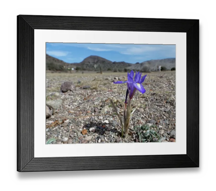 Framed Print : Barbary nut iris (Moraea sisyrinchium) flowering on arid coastal ground behind a beach, Cabo de Gata-Nijar Natural Park, Almeria, Spain. March Framed Print : Barbary nut iris (Moraea sisyrinchium) flowering on arid coastal ground behind a beach, Cabo de Gata-Nijar Natural Park, Almeria, Spain. March