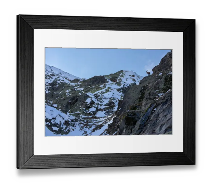 Framed Print : Alpine ibex (Capra ibex) male, standing on top of steep mountainside, Gran Paradiso National Park, Aosta Valley, Alps, Italy. March Framed Print : Alpine ibex (Capra ibex) male, standing on top of steep mountainside, Gran Paradiso National Park, Aosta Valley, Alps, Italy. March