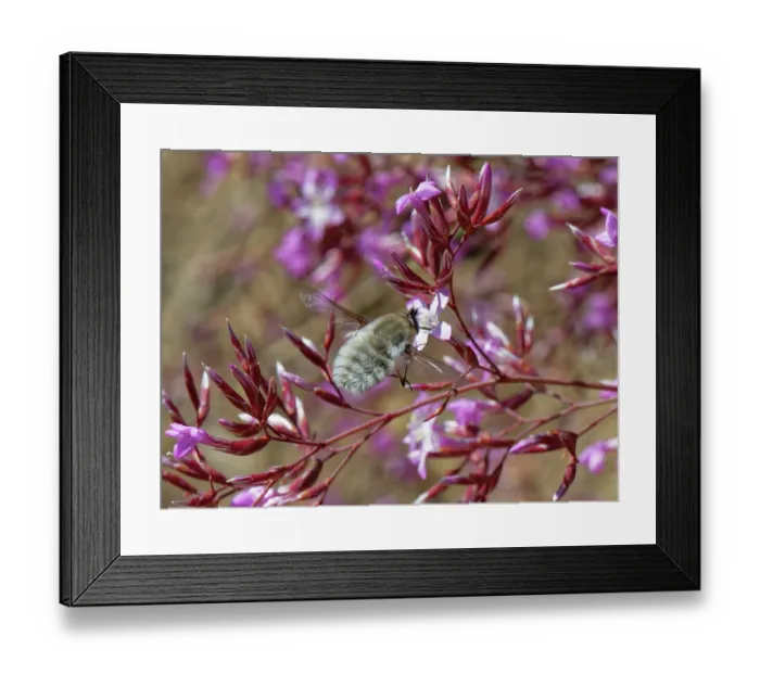 Framed Print : Bee fly (Dischistus sp.) hovering to feed on Pink immortelle (Limonium insigne) flower, Cabo de Gata-Nijar Natural Park, Almeria, Spain. March Framed Print : Bee fly (Dischistus sp.) hovering to feed on Pink immortelle (Limonium insigne) flower, Cabo de Gata-Nijar Natural Park, Almeria, Spain. March