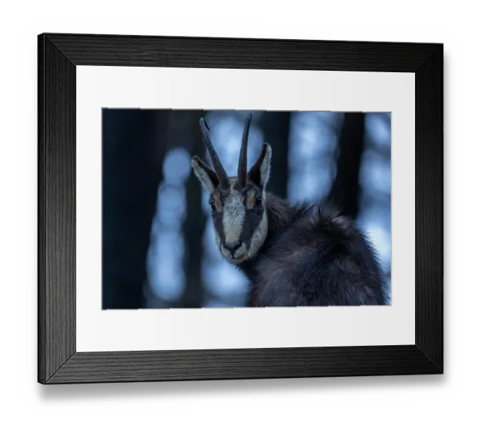 Framed Print : Alpine chamois (Rupicapra rupicapra) looking back, portrait, Gran Paradiso National Park, Aosta Valley, Alps, Italy. March Framed Print : Alpine chamois (Rupicapra rupicapra) looking back, portrait, Gran Paradiso National Park, Aosta Valley, Alps, Italy. March