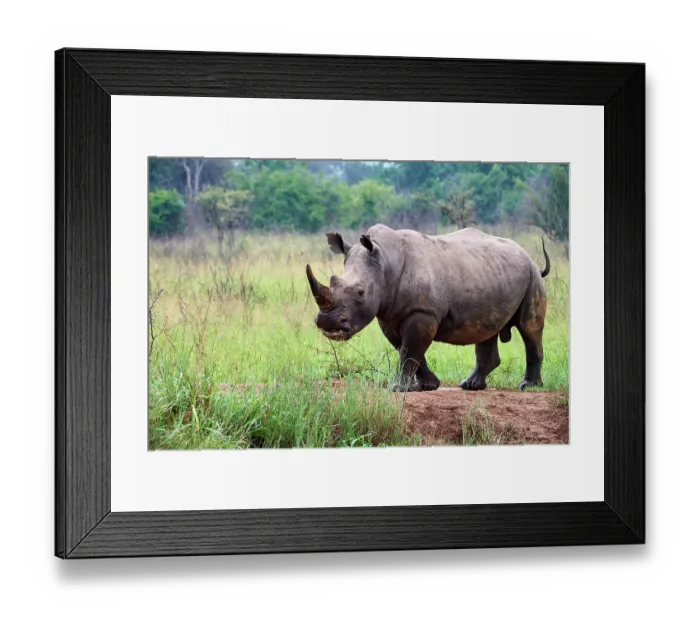 Framed Print : White rhinoceros (Ceratotherium simum) male, portrait, Akagera National Park, Rwanda