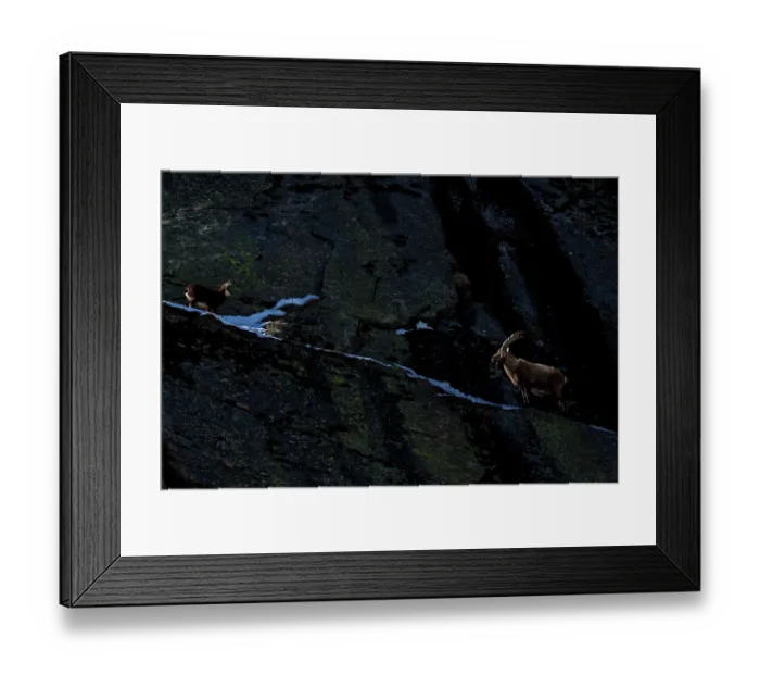 Framed Print : Alpine ibex (Capra ibex) and Alpine chamois (Rupicapra rupicapra) face to face on a steep mountain slope at dusk, Gran Paradiso National Park, Aosta Valley, Alps, Italy. March Framed Print : Alpine ibex (Capra ibex) and Alpine chamois (Rupicapra rupicapra) face to face on a steep mountain slope at dusk, Gran Paradiso National Park, Aosta Valley, Alps, Italy. March