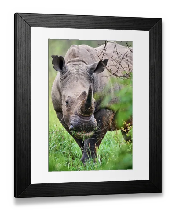 Framed Print : White rhinoceros (Ceratotherium simum) male, grazing, portrait, Akagera National Park, Rwanda Framed Print : White rhinoceros (Ceratotherium simum) male, grazing, portrait, Akagera National Park, Rwanda