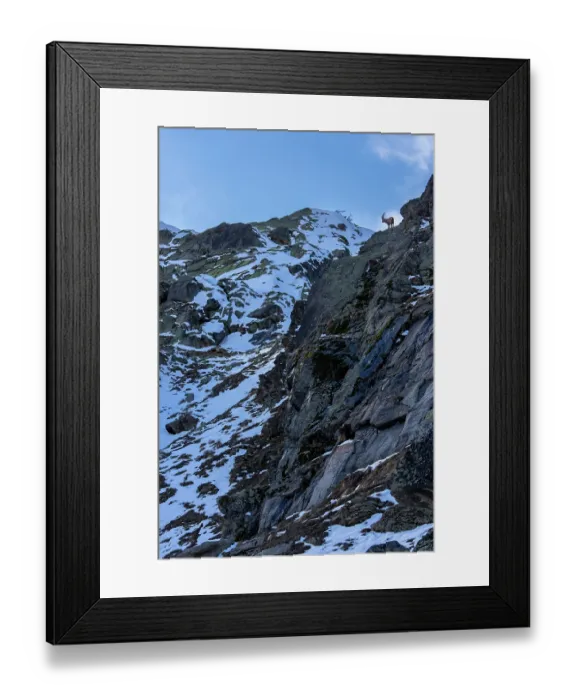 Framed Print : Alpine ibex (Capra ibex) male, standing on top of steep mountainside, Gran Paradiso National Park, Aosta Valley, Alps, Italy. March Framed Print : Alpine ibex (Capra ibex) male, standing on top of steep mountainside, Gran Paradiso National Park, Aosta Valley, Alps, Italy. March