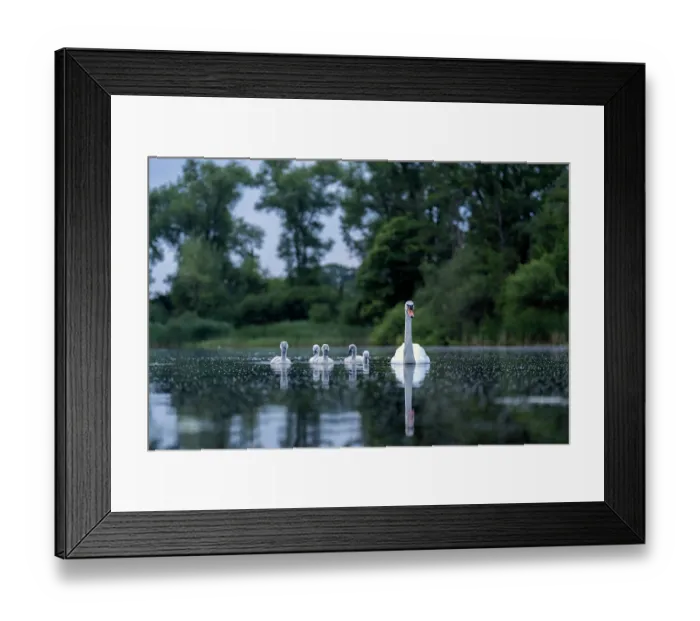 Framed Print : Mute swan (Cygnus olor) with cygnets on water, Valkenhorst Nature Reserve, The Netherlands. June Framed Print : Mute swan (Cygnus olor) with cygnets on water, Valkenhorst Nature Reserve, The Netherlands. June