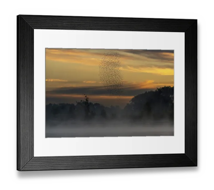Framed Print : Common starling (Sturnus vulgaris) murmuration above a pond on a misty morning, Valkenhorst Nature Reserve, The Netherlands. July Framed Print : Common starling (Sturnus vulgaris) murmuration above a pond on a misty morning, Valkenhorst Nature Reserve, The Netherlands. July