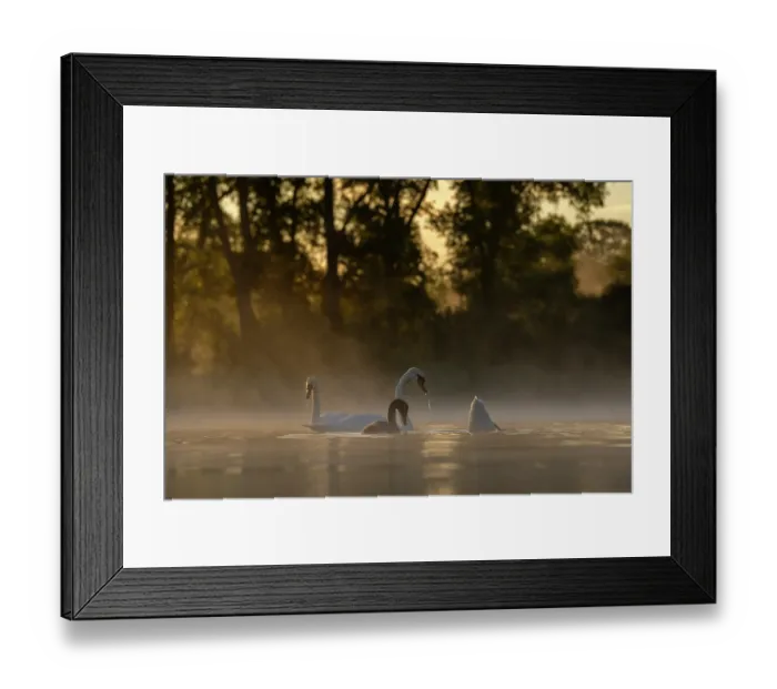 Framed Print : Three Mute swans (Cygnus olor) and a cygnet on water feeding on a misty morning, Valkenhorst Nature Reserve, The Netherlands. July Framed Print : Three Mute swans (Cygnus olor) and a cygnet on water feeding on a misty morning, Valkenhorst Nature Reserve, The Netherlands. July