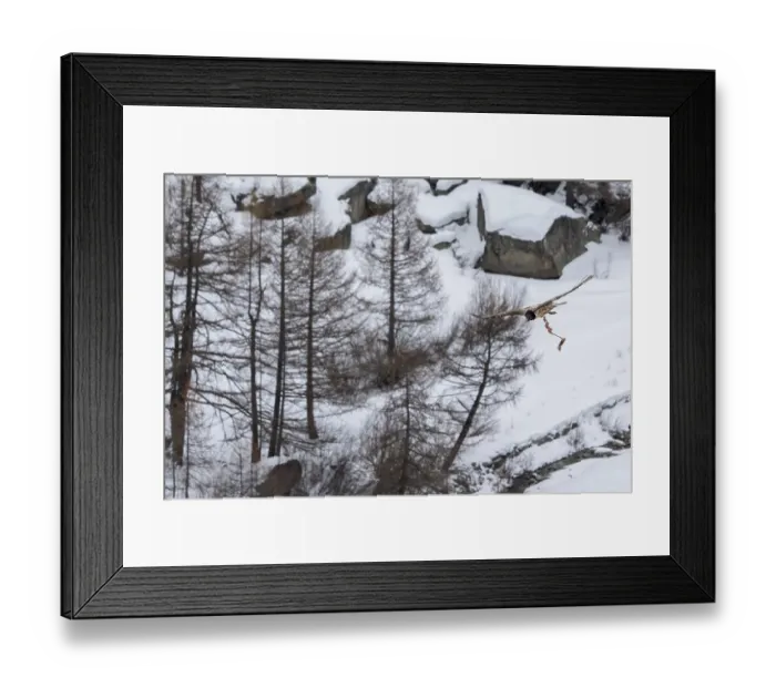 Framed Print : Bearded vulture (Gypaetus barbatus) in flight over winter landscape with the remains of Chamois (Rupicapra rupicapra) prey in its claws, Gran Paradiso National Park, Aosta Valley Framed Print : Bearded vulture (Gypaetus barbatus) in flight over winter landscape with the remains of Chamois (Rupicapra rupicapra) prey in its claws, Gran Paradiso National Park, Aosta Valley