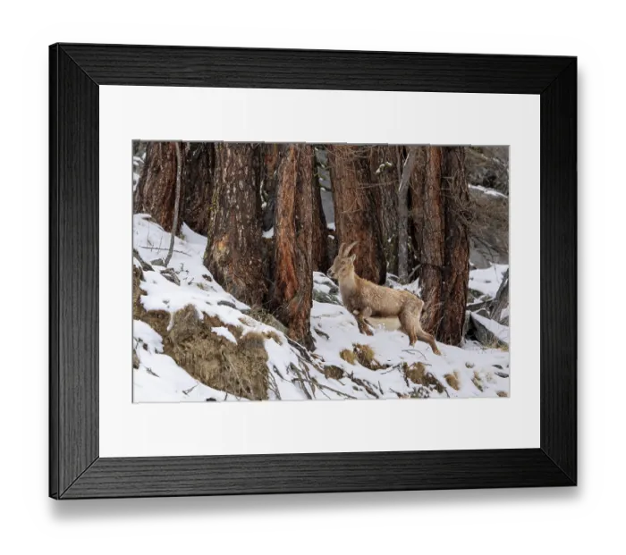 Framed Print : Alpine ibex (Capra ibex) female, standing in snow among old Pine trees, Gran Paradiso National Park, Aosta Valley, Alps, Italy. March Framed Print : Alpine ibex (Capra ibex) female, standing in snow among old Pine trees, Gran Paradiso National Park, Aosta Valley, Alps, Italy. March