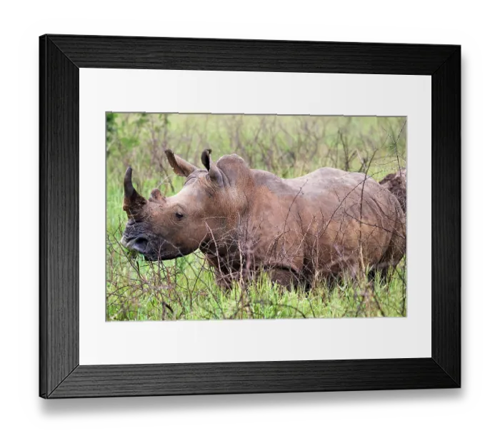 Framed Print : White rhinoceros (Ceratotherium simum) male with horn removed, portrait, Akagera National Park, Rwanda Framed Print : White rhinoceros (Ceratotherium simum) male with horn removed, portrait, Akagera National Park, Rwanda
