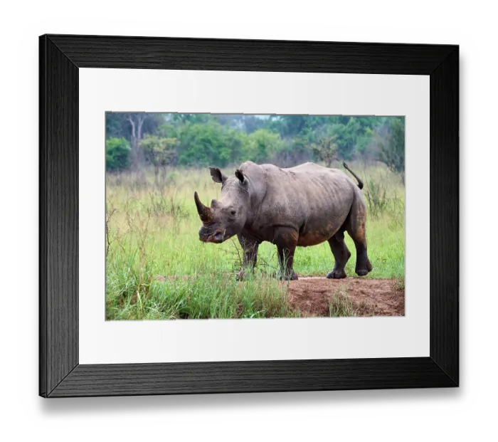 Framed Print : White rhinoceros (Ceratotherium simum) male, portrait, Akagera National Park, Rwanda Framed Print : White rhinoceros (Ceratotherium simum) male, portrait, Akagera National Park, Rwanda