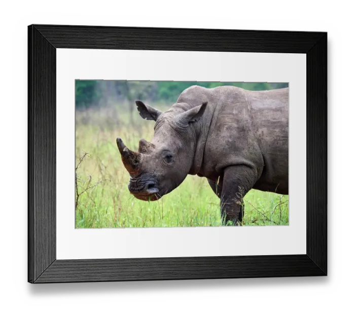 Framed Print : White rhinoceros (Ceratotherium simum) male, portrait, Akagera National Park, Rwanda Framed Print : White rhinoceros (Ceratotherium simum) male, portrait, Akagera National Park, Rwanda