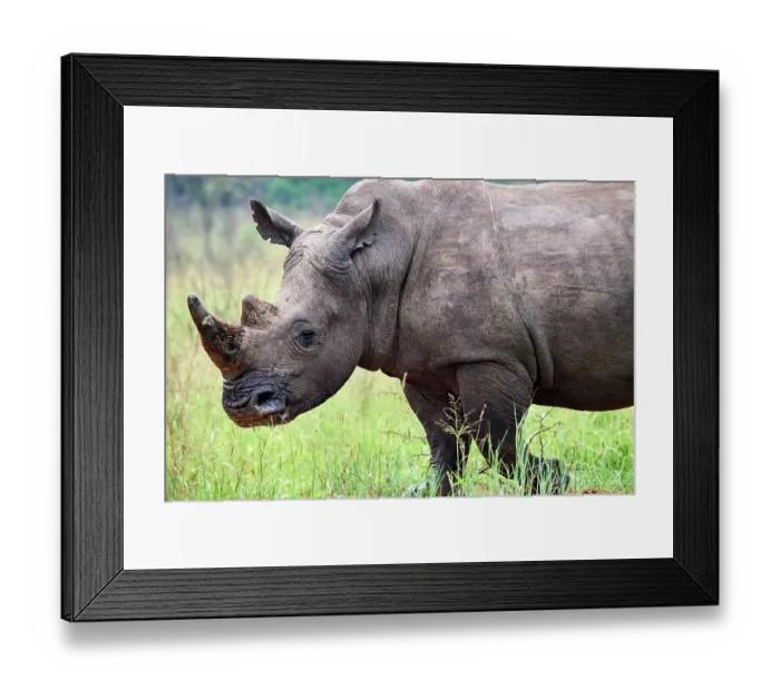 Framed Print : White rhinoceros (Ceratotherium simum) male, portrait, Akagera National Park, Rwanda