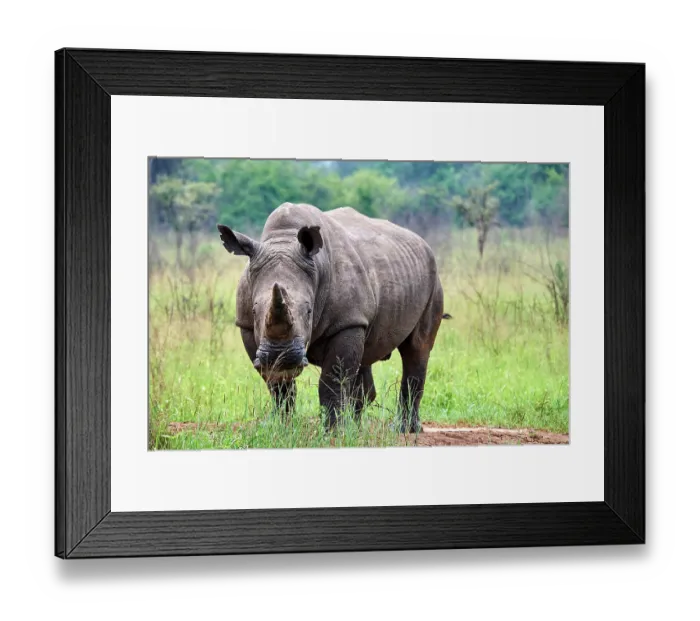 Framed Print : White rhinoceros (Ceratotherium simum) male, portrait, Akagera National Park, Rwanda Framed Print : White rhinoceros (Ceratotherium simum) male, portrait, Akagera National Park, Rwanda