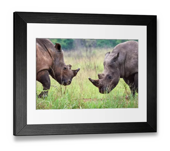 Framed Print : RF - Two White rhinoceros (Ceratotherium simum) males, face to face, portrait, Akagera National Park, Rwanda Framed Print : RF - Two White rhinoceros (Ceratotherium simum) males, face to face, portrait, Akagera National Park, Rwanda