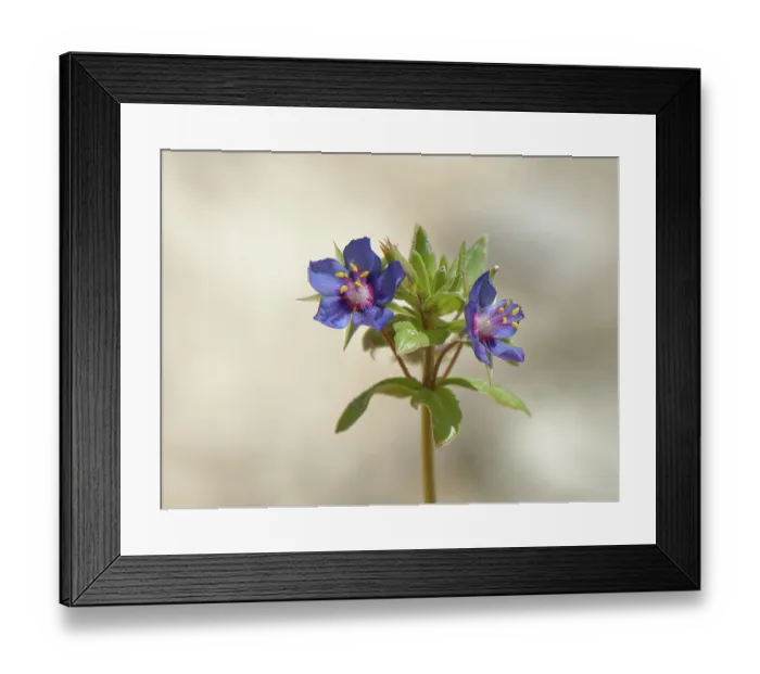 Framed Print : Scarlet pimpernel (Anagallis arvensis) blue form, in flower, Yesos de Sorbas Natural Area, Almeria, Spain. March Framed Print : Scarlet pimpernel (Anagallis arvensis) blue form, in flower, Yesos de Sorbas Natural Area, Almeria, Spain. March