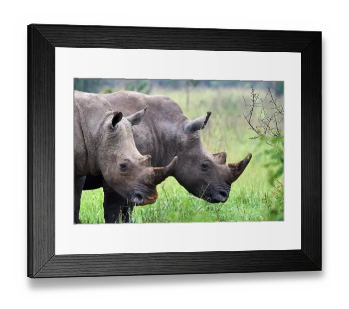 Framed Print : Two White rhinoceros (Ceratotherium simum) males, portrait, Akagera National Park, Rwanda Framed Print : Two White rhinoceros (Ceratotherium simum) males, portrait, Akagera National Park, Rwanda