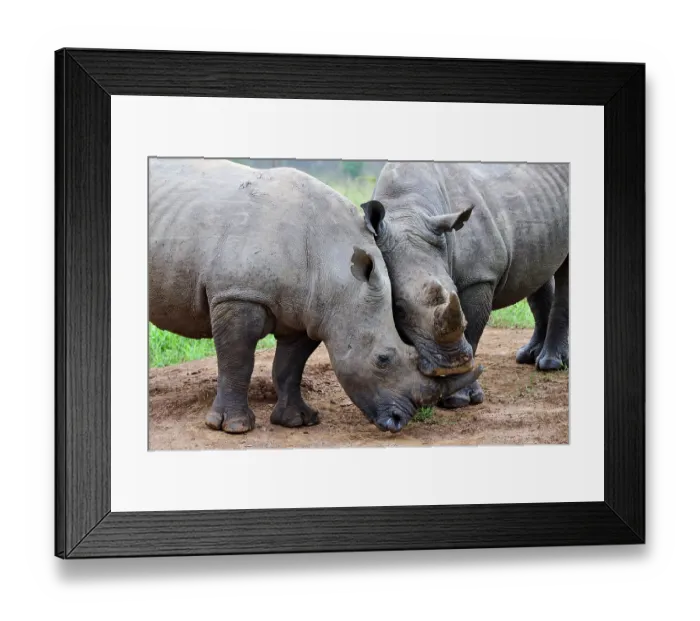 Framed Print : Two White rhinoceros (Ceratotherium simum) males, play fighting, Akagera National Park, Rwanda Framed Print : Two White rhinoceros (Ceratotherium simum) males, play fighting, Akagera National Park, Rwanda