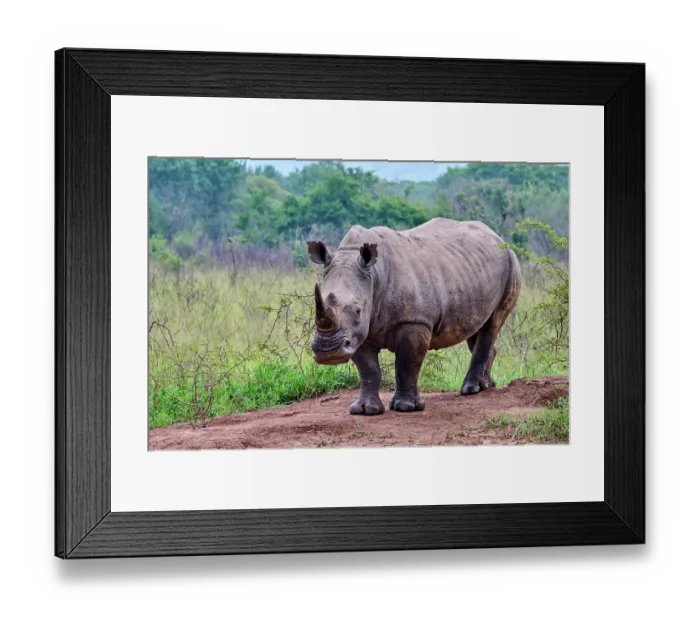 Framed Print : White rhinoceros (Ceratotherium simum) male, portrait, Akagera National Park, Rwanda Framed Print : White rhinoceros (Ceratotherium simum) male, portrait, Akagera National Park, Rwanda