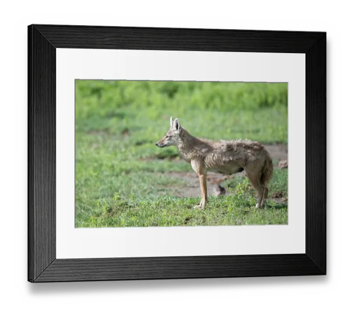 Framed Print : African wolf (Canis lupaster) female, portrait, Ngorongoro Crater, Tanzania Framed Print : African wolf (Canis lupaster) female, portrait, Ngorongoro Crater, Tanzania