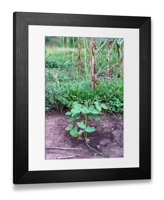 Framed Print : Flame tree (Delonix regia) in a tree nursery dedicated to reforestation and extending the Akagera National Park, Rwanda Framed Print : Flame tree (Delonix regia) in a tree nursery dedicated to reforestation and extending the Akagera National Park, Rwanda