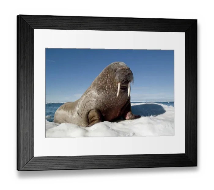 Framed Print : Walrus (Odobenus rosmarus) resting on ice, portrait, Igloolik, Foxe Basin, Nunavut, Canadian Arctic. July Framed Print : Walrus (Odobenus rosmarus) resting on ice, portrait, Igloolik, Foxe Basin, Nunavut, Canadian Arctic. July
