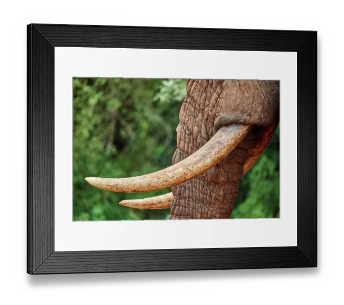 Framed Print : African elephant (Loxodonta africana) bull, tusks detail, Akagera National Park, Rwanda. Endangered Framed Print : African elephant (Loxodonta africana) bull, tusks detail, Akagera National Park, Rwanda. Endangered