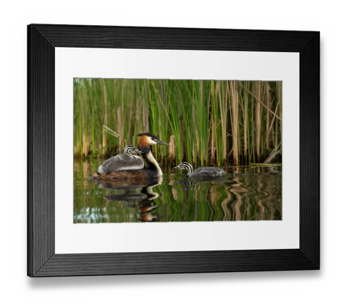 Framed Print : Great crested grebe (Podiceps cristatus) with chicks on water among reeds, Valkenhorst Nature Reserve, The Netherlands. May Framed Print : Great crested grebe (Podiceps cristatus) with chicks on water among reeds, Valkenhorst Nature Reserve, The Netherlands. May