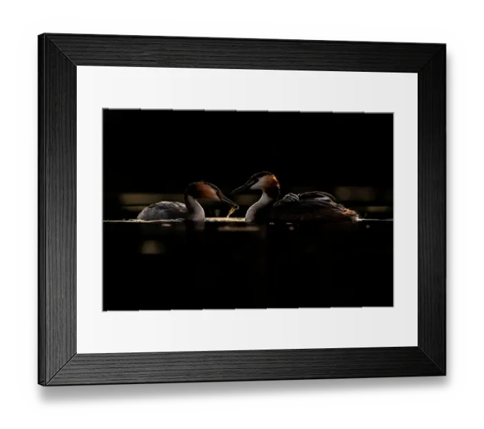 Framed Print : Great crested grebes (Podiceps cristatus) pair, feeding fish to chick, Valkenhorst Nature Reserve, The Netherlands. May Framed Print : Great crested grebes (Podiceps cristatus) pair, feeding fish to chick, Valkenhorst Nature Reserve, The Netherlands. May