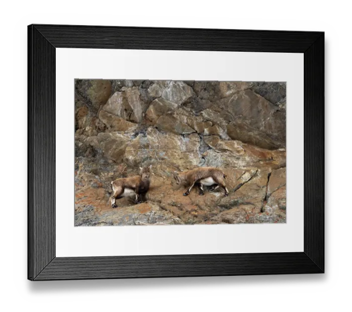Framed Print : Two Alpine ibex (Capra ibex) juveniles standing on a steep rocky slope, Gran Paradiso National Park, Aosta Valley, Alps, Italy. March Framed Print : Two Alpine ibex (Capra ibex) juveniles standing on a steep rocky slope, Gran Paradiso National Park, Aosta Valley, Alps, Italy. March
