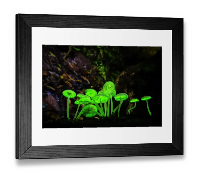 Framed Print : Bioluminescent mushrooms (Favolaschia manipularis) glowing in the rainforest at night. The bioluminescence may attract insects that help to disperse spores. Sabah, Borneo Framed Print : Bioluminescent mushrooms (Favolaschia manipularis) glowing in the rainforest at night. The bioluminescence may attract insects that help to disperse spores. Sabah, Borneo
