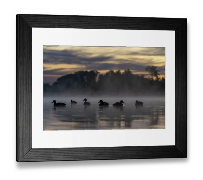 Framed Print : Group of Gadwalls (Anas strepera) on water on a misty morning, Valkenhorst Nature Reserve, Valkenswaard, The Netherlands. July Framed Print : Group of Gadwalls (Anas strepera) on water on a misty morning, Valkenhorst Nature Reserve, Valkenswaard, The Netherlands. July