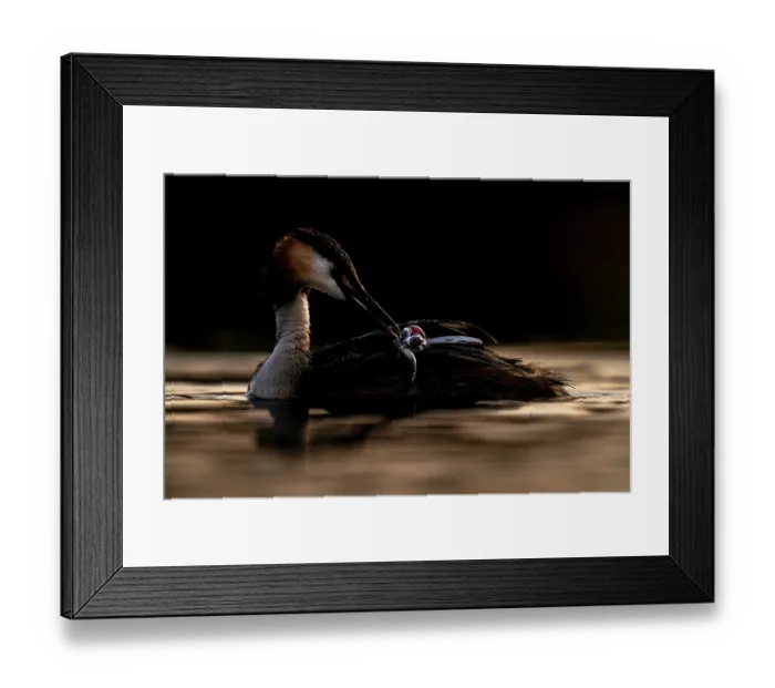 Framed Print : Great crested grebe (Podiceps cristatus) feeding fish to chick, Valkenhorst Nature Reserve, The Netherlands. May Framed Print : Great crested grebe (Podiceps cristatus) feeding fish to chick, Valkenhorst Nature Reserve, The Netherlands. May