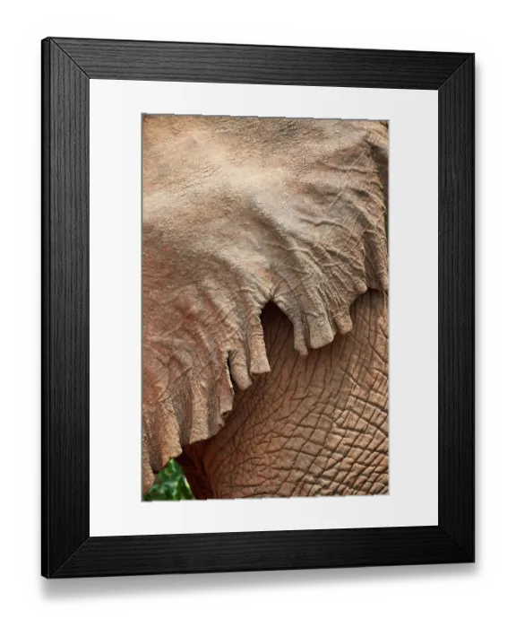 Framed Print : African elephant (Loxodonta africana) bull, close up of damaged ears, Akagera National Park, Rwanda. Endangered Framed Print : African elephant (Loxodonta africana) bull, close up of damaged ears, Akagera National Park, Rwanda. Endangered