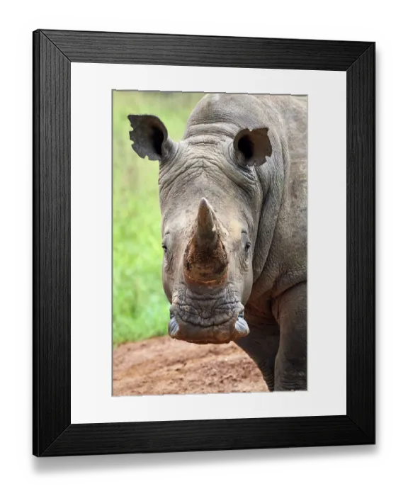 Framed Print : White rhinoceros (Ceratotherium simum) male, head portrait, Akagera National Park, Rwanda Framed Print : White rhinoceros (Ceratotherium simum) male, head portrait, Akagera National Park, Rwanda