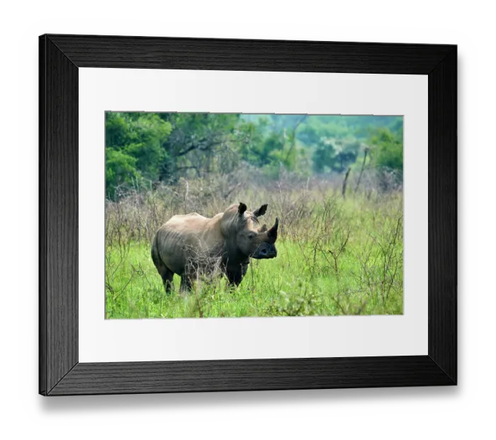 Framed Print : White rhinoceros (Ceratotherium simum) male, portrait, Akagera National Park, Rwanda Framed Print : White rhinoceros (Ceratotherium simum) male, portrait, Akagera National Park, Rwanda