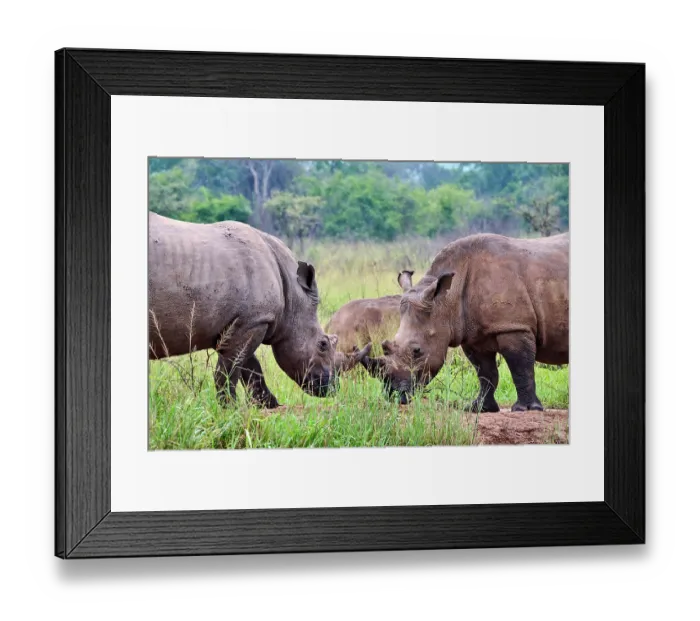 Framed Print : Two White rhinoceros (Ceratotherium simum) males, play fighting, Akagera National Park, Rwanda Framed Print : Two White rhinoceros (Ceratotherium simum) males, play fighting, Akagera National Park, Rwanda