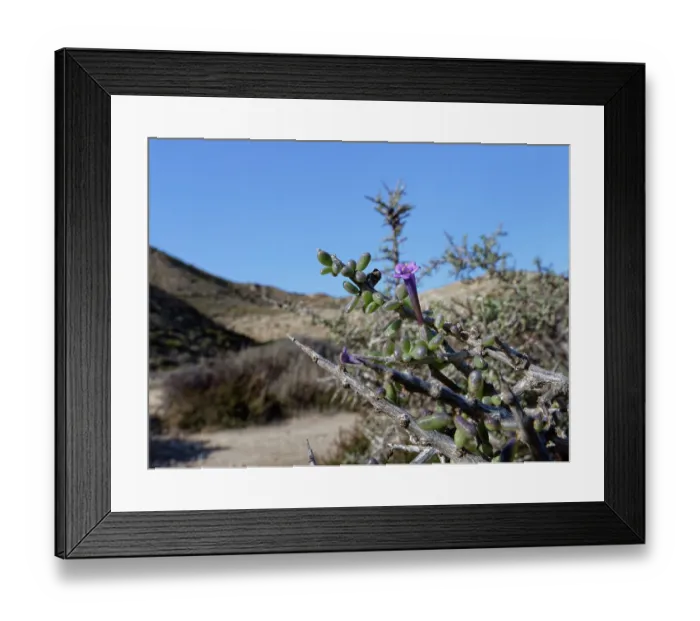 Framed Print : Southern boxthorn (Lycium intricatum) bush flowering among coastal sand dunes, Cabo de Gata-Nijar Natural Park, Almeria, Spain. March