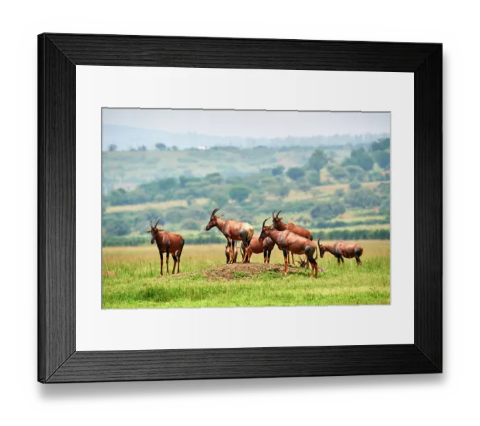 Framed Print : Group of Topi (Damaliscus lunatus jimela) standing in grassland, Akagera National Park, Rwanda Framed Print : Group of Topi (Damaliscus lunatus jimela) standing in grassland, Akagera National Park, Rwanda