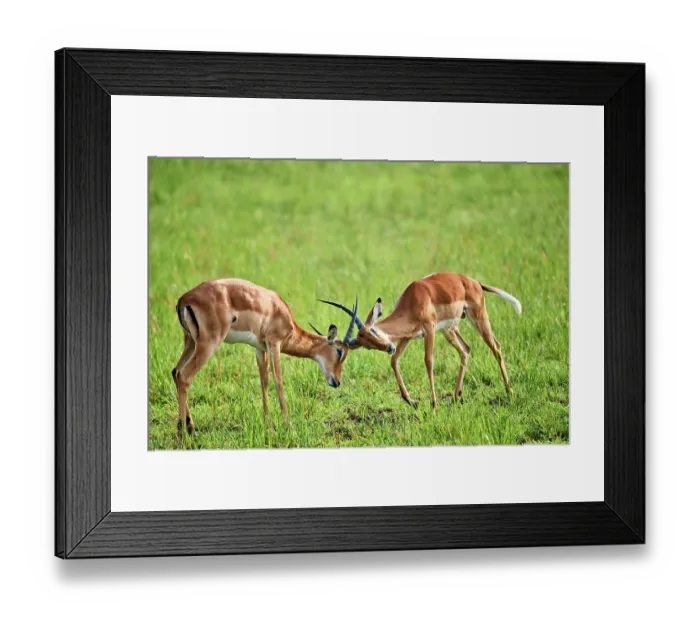 Framed Print : Two Impala (Aepyceros melampus) juvenile males, play fighting, Akagera National Park, Rwanda Framed Print : Two Impala (Aepyceros melampus) juvenile males, play fighting, Akagera National Park, Rwanda