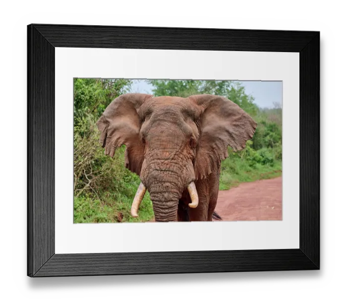Framed Print : African elephant (Loxodonta africana) bull, ventilating with damaged ears, Akagera National Park, Rwanda. Endangered Framed Print : African elephant (Loxodonta africana) bull, ventilating with damaged ears, Akagera National Park, Rwanda. Endangered