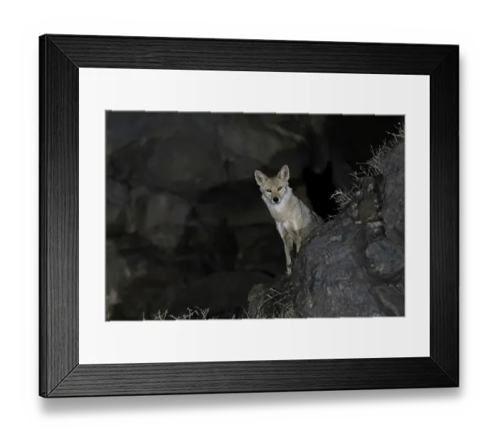 Framed Print : African wolf (Canis lupaster) standing on rocks at night, Ngorongoro Crater, Tanzania Framed Print : African wolf (Canis lupaster) standing on rocks at night, Ngorongoro Crater, Tanzania