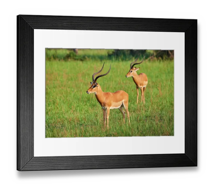Framed Print : Two Impala (Aepyceros melampus) males, standing in grassland, Akagera National Park, Rwanda Framed Print : Two Impala (Aepyceros melampus) males, standing in grassland, Akagera National Park, Rwanda