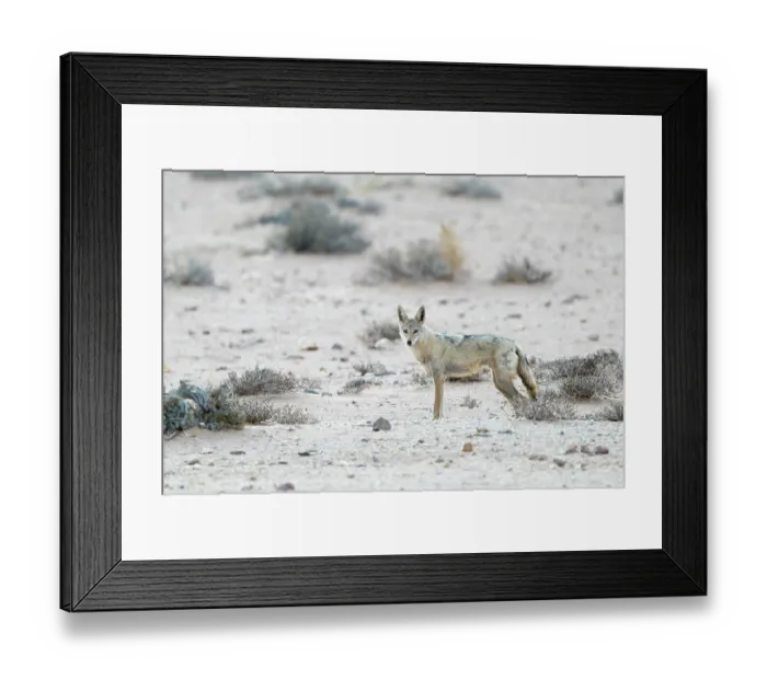 Framed Print : African wolf (Canis lupaster) camouflaged in the desert, Western Sahara Framed Print : African wolf (Canis lupaster) camouflaged in the desert, Western Sahara