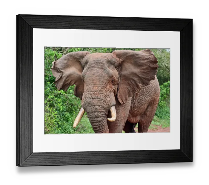 Framed Print : African elephant (Loxodonta africana) bull, ventilating with damaged ears, Akagera National Park, Rwanda. Endangered Framed Print : African elephant (Loxodonta africana) bull, ventilating with damaged ears, Akagera National Park, Rwanda. Endangered