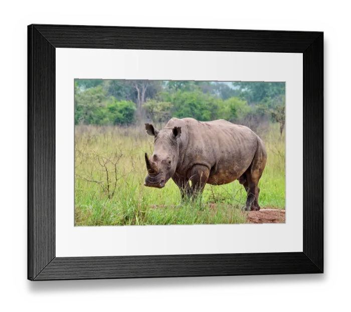 Framed Print : White rhinoceros (Ceratotherium simum) male, portrait, Akagera National Park, Rwanda Framed Print : White rhinoceros (Ceratotherium simum) male, portrait, Akagera National Park, Rwanda